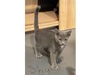 Adopt Shy a Gray or Blue (Mostly) Polydactyl/Hemingway cat in Redding