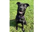 Adopt Porter a Black Mixed Breed (Large) / Mixed dog in Cooperstown