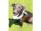 Adopt ZahZah a Black Labrador Retriever / Mixed dog in Kiln, MS (38921592)