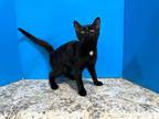 Adopt Godiva a Black (Mostly) Domestic Shorthair (short coat) cat in Powell