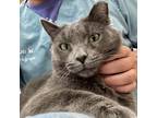 Adopt Dean a Gray or Blue Domestic Shorthair (short coat) cat in St.