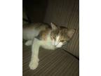 Adopt Bella a Calico or Dilute Calico Domestic Shorthair / Mixed (short coat)