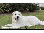 Adopt BEN a White - with Gray or Silver Great Pyrenees / Mixed dog in Emerald
