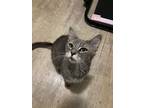 Adopt Amelia Turner a Domestic Mediumhair / Mixed (short coat) cat in Rome