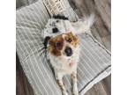 Adopt River a White - with Brown or Chocolate Australian Shepherd / Border