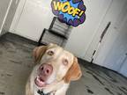 Adopt Maizy a Tan/Yellow/Fawn Labrador Retriever / Mixed dog in San Antonio