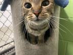 Adopt Starla a Domestic Shorthair / Mixed (short coat) cat in Saint Albans