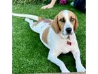 Adopt Lulu a Tan/Yellow/Fawn Hound (Unknown Type) / Mixed dog in LaGrange