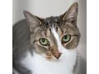 Adopt Tommy a Gray or Blue Domestic Shorthair / Mixed cat in LaGrange