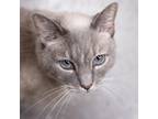 Adopt Zoey a White (Mostly) Siamese / Mixed cat in LaGrange, KY (38922319)