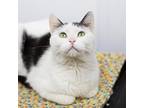 Adopt Katherine a White Domestic Shorthair / Mixed cat in LaGrange