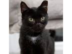 Adopt Cardi a All Black Domestic Shorthair / Mixed cat in LaGrange