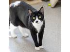 Adopt Apollo a All Black Domestic Shorthair / Mixed cat in LaGrange