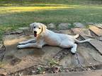 Adopt Vera DFW a White Great Pyrenees / Labrador Retriever / Mixed dog in