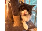 Adopt Glameow a Domestic Shorthair cat in Wake Forest, NC (38973963)