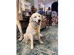 Adopt Barbie a White Great Pyrenees dog in Charleston, SC (38948932)
