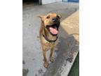 Adopt Chachi a Tan/Yellow/Fawn Mixed Breed (Small) / Mixed dog in San Antonio