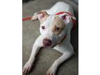 Adopt Jasi a White - with Tan, Yellow or Fawn Pit Bull Terrier / American