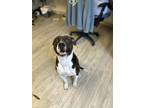 Adopt Maverick a Brindle American Pit Bull Terrier / Mixed dog in South Bend