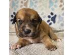 Adopt Tulip a Brown/Chocolate Labrador Retriever / Mixed dog in Edinburg