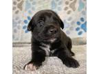 Adopt Marigold a Black Labrador Retriever / Mixed dog in Edinburg, TX (38887114)