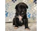 Adopt Oleander a Black Labrador Retriever / Mixed dog in Edinburg, TX (38887113)