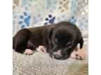 Adopt Peony a Black Labrador Retriever / Mixed dog in Edinburg, TX (38887112)