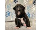 Adopt Aster a Black Labrador Retriever / Mixed dog in Edinburg, TX (38887111)