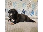 Adopt Poppy a Black Labrador Retriever / Mixed dog in Edinburg, TX (38887110)