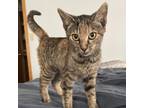 Adopt Reeces a Brown or Chocolate Domestic Shorthair / Mixed cat in West Des