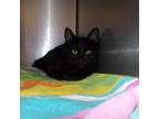 Adopt Rummy a All Black Domestic Shorthair / Mixed cat in Milton, FL (38986036)