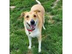 Adopt Cooper a Tan/Yellow/Fawn Mixed Breed (Large) / Mixed dog in Lansing