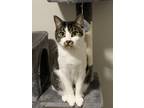 Adopt Luka a Calico or Dilute Calico American Shorthair / Mixed (short coat) cat