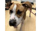 Adopt Mikie a Pit Bull Terrier / Mixed dog in Spokane, WA (38938637)