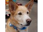 Adopt Alex a Brown/Chocolate German Shepherd Dog / Mixed dog in Spokane