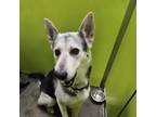 Adopt Smokey a Black German Shepherd Dog / Husky / Mixed dog in Spokane
