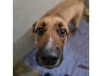 Adopt Tumtum a Shepherd (Unknown Type) / Mixed dog in Spokane, WA (38841198)