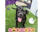 Adopt KANE a Black Pit Bull Terrier / Mixed dog in Las Vegas, NV (38810070)