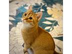 Adopt Biscuit a Orange or Red Tabby Domestic Shorthair (short coat) cat in