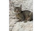 Adopt Rosetta a Brown Tabby Domestic Shorthair (short coat) cat in Mead