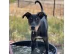 Adopt Toodle Lou a Black Doberman Pinscher / Mixed Breed (Medium) / Mixed dog in