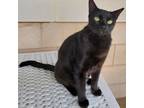 Adopt Marie a All Black Domestic Shorthair / Mixed cat in League City