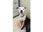 Adopt Ghost 27657 a White Pit Bull Terrier dog in Joplin, MO (38901302)