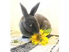 Adopt Marlene a Grey/Silver Mini Rex / Mixed rabbit in Westford, MA (38982973)