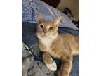 Adopt Griffith a Orange or Red Tabby Domestic Shorthair (short coat) cat in
