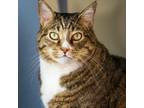 Adopt Diesel a Brown or Chocolate Domestic Shorthair / Mixed cat in Lakewood