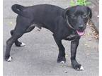 Adopt Nick a Black Mixed Breed (Medium) / Mixed dog in Madison, FL (38787992)