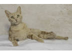 Adopt Peaches a Orange or Red Domestic Shorthair / Domestic Shorthair / Mixed
