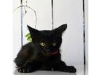 Adopt Sadie a All Black Domestic Shorthair / Mixed cat in Yuma, AZ (38974484)