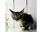 Adopt Cake a Gray or Blue Domestic Shorthair / Mixed cat in Yuma, AZ (38974482)